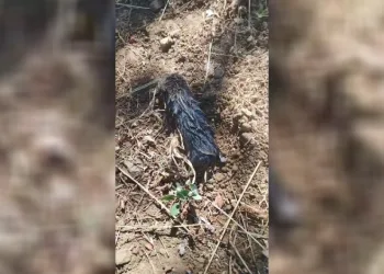 Köstebek sandı, gerçek çok başka çıktı