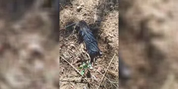 Köstebek sandı, gerçek çok başka çıktı