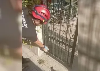 Demir kapıya sıkışan kirpiyi böyle kurtardılar