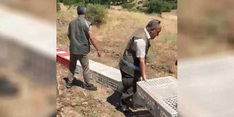 Elazığ’da kenelerle mücadele için doğaya keklik bırakıldı