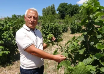 Bozkırın ortasında fındık yetiştirdi