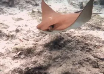 Atlantik kökenli inek burunlu vatoz Akdeniz’de ilk kez görüntülendi