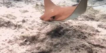 Atlantik kökenli inek burunlu vatoz Akdeniz’de ilk kez görüntülendi