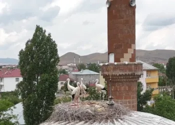 Patnos’ta leylekler yuvalarına döndü