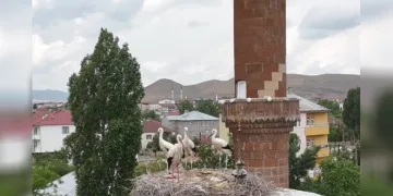 Patnos’ta leylekler yuvalarına döndü