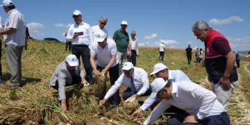 Dünyaca ünlü Taşköprü sarımsağının hasadı başladı