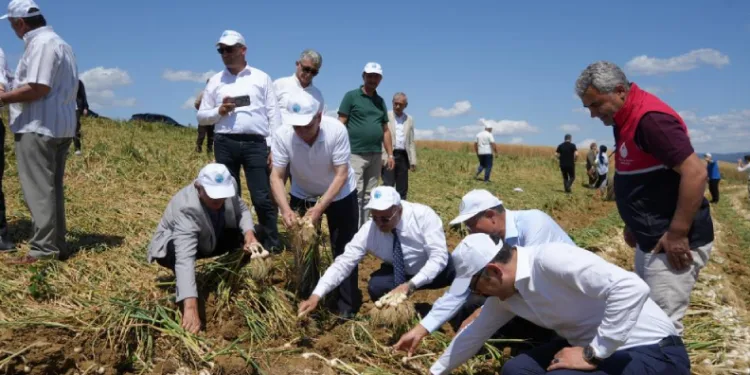 Dünyaca ünlü Taşköprü sarımsağının hasadı başladı