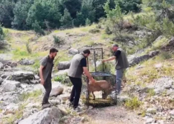 Yaralı dağ keçisi tedavisinin ardından doğaya bırakıldı