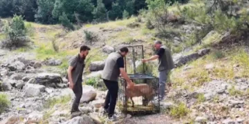 Yaralı dağ keçisi tedavisinin ardından doğaya bırakıldı
