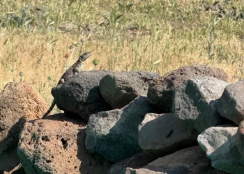 Iğdır’da yağışların ardından Kafkas Kelerleri ortaya çıktı