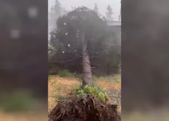 Tokat’ta fırtınada ağaçlar devrildi