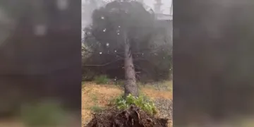 Tokat’ta fırtınada ağaçlar devrildi