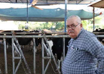Aydın’da çöl sıcakları inekleri strese soktu; ahırlar vantilatör ile serinletiliyor