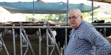 Aydın’da çöl sıcakları inekleri strese soktu; ahırlar vantilatör ile serinletiliyor