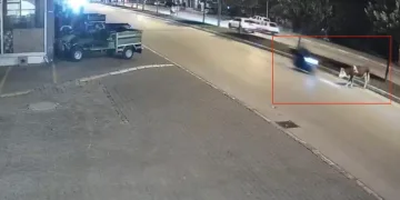 Motosikletle büyükbaş hayvana çarptı