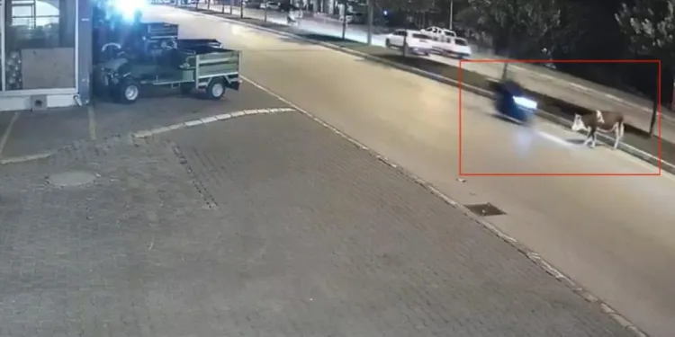 Motosikletle büyükbaş hayvana çarptı