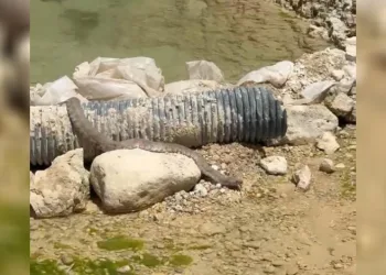 Tunceli’de koca engerek yılanı görüntülendi