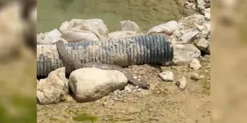Tunceli’de koca engerek yılanı görüntülendi