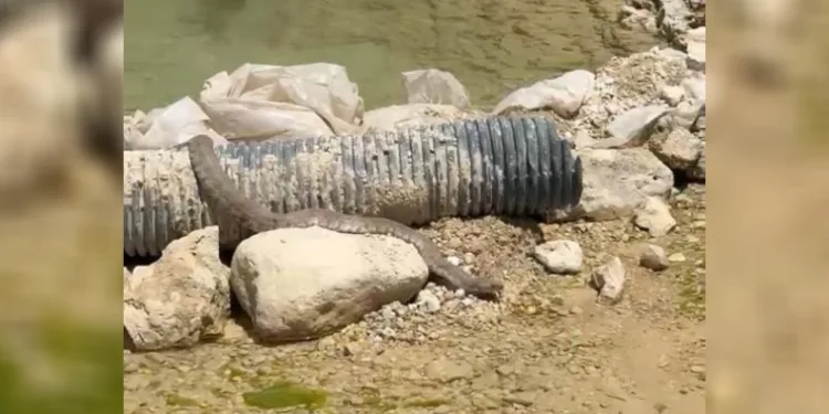 Tunceli’de koca engerek yılanı görüntülendi