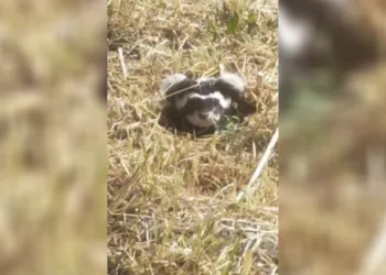 Nesli tükenme tehlikesiyle karşı karşıya olan ‘Alaca sansarı’ görüntüledi