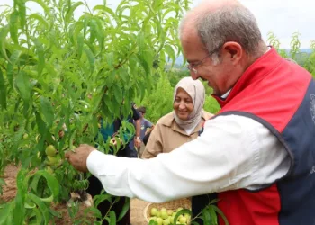 Çanakkale’de coğrafi tescilli Bayramiç Beyazının hasadı başladı.