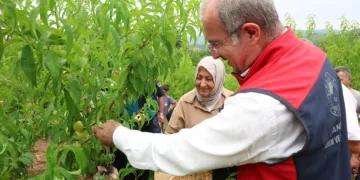 Çanakkale’de coğrafi tescilli Bayramiç Beyazının hasadı başladı.