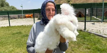 Ankara Tavşanları Ekonomiye Kazandırılıyor