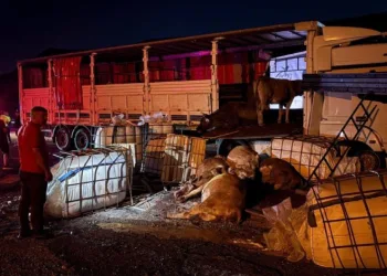 Erzincan’da iki tır çarpıştı: Büyükbaş hayvanlar yola savruldu, 5 hayvan telef oldu