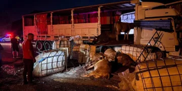 Erzincan’da iki tır çarpıştı: Büyükbaş hayvanlar yola savruldu, 5 hayvan telef oldu