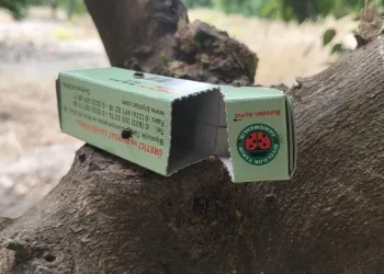 Narenciyede zararlılara karşı faydalı böcek seferberliği