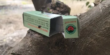 Narenciyede zararlılara karşı faydalı böcek seferberliği
