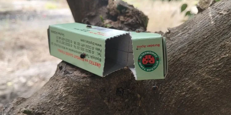 Narenciyede zararlılara karşı faydalı böcek seferberliği