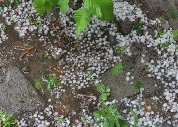 Ardahan’da sağanak ve dolu yağışı tarım arazilerine zarar verdi