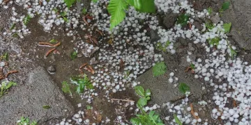 Ardahan’da sağanak ve dolu yağışı tarım arazilerine zarar verdi