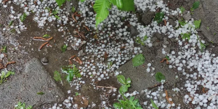 Ardahan’da sağanak ve dolu yağışı tarım arazilerine zarar verdi