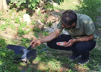 Şefkatle büyüttüğü kargalar onu kapıda karşılıyor