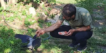 Şefkatle büyüttüğü kargalar onu kapıda karşılıyor