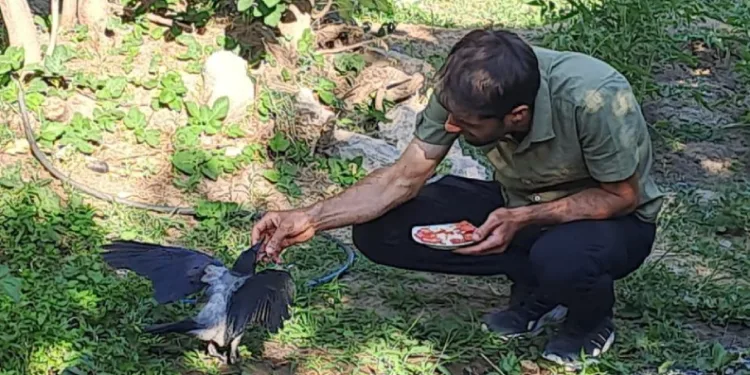 Şefkatle büyüttüğü kargalar onu kapıda karşılıyor