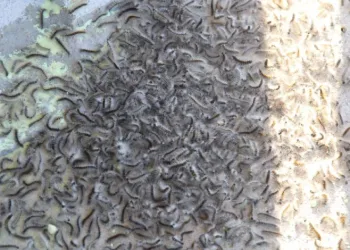 Doğu Karadeniz’de ‘istilacı böcek’ alarmı
