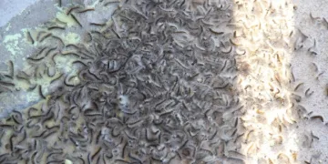 Doğu Karadeniz’de ‘istilacı böcek’ alarmı