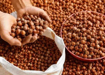 Düzce’den AB ülkelerine 5 bin 973 ton fındık ihraç edildi