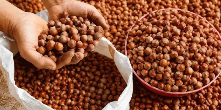 Düzce’den AB ülkelerine 5 bin 973 ton fındık ihraç edildi