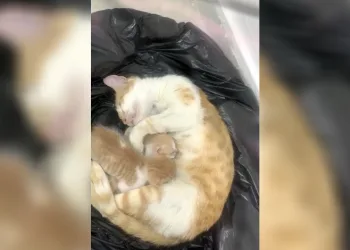 Anne kedi yavrularıyla Sosyal Yardımlaşma Vakfı’na sığındı