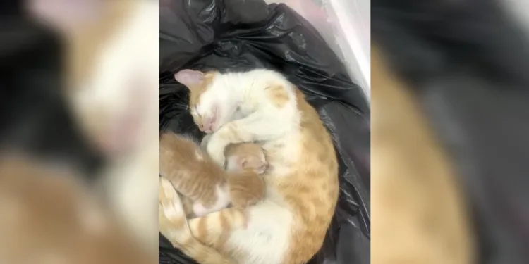 Anne kedi yavrularıyla Sosyal Yardımlaşma Vakfı’na sığındı