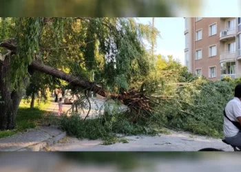 Şiddetli rüzgar parktaki ağacı devirdi