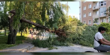 Şiddetli rüzgar parktaki ağacı devirdi