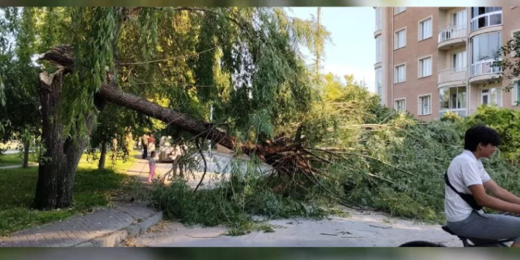 Şiddetli rüzgar parktaki ağacı devirdi
