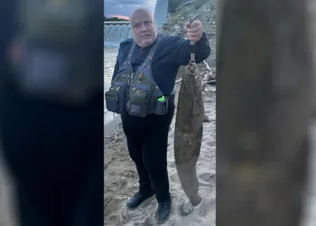 Meriç Nehri’nde yakaladığı 30 kiloluk yayın balığını nehirde oltası ile gezdirdi