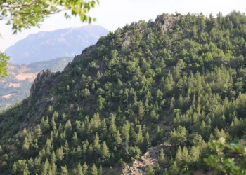 20 yıl önce serpilen sedir tohumları genç ormana dönüştü