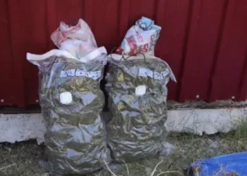 Osmaniye’de 31 kilo uyuşturucu ve 527 kök uyuşturucu ham maddesi ele geçirildi